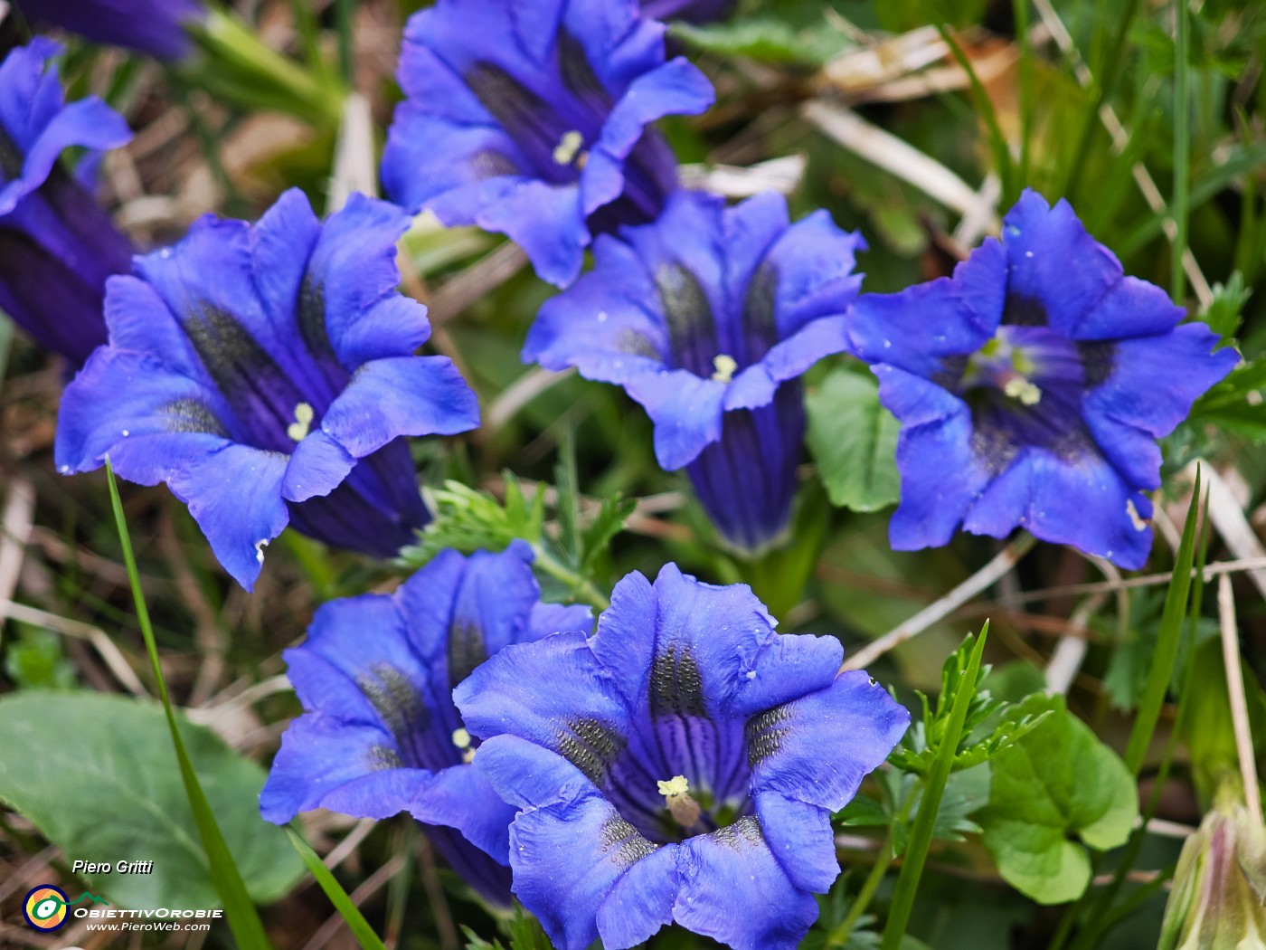 49 Fiori di Gentiana clusii (Genziana di Clusius).jpg